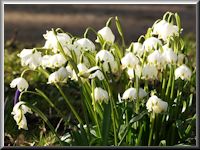 M&auml;rzenbecher im Schlosspark von Husum