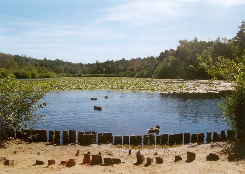 Finkenmoor