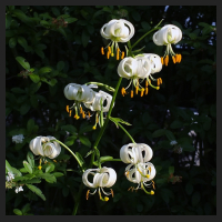 2014-06-18_Lilium_martagon_album_1.jpg