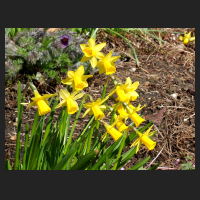 2015-03-30 Narcissus T&ecirc;te &agrave; T&ecirc;te Swetlana.jpg