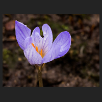 2017-12-31_Crocus_speciosus.jpg
