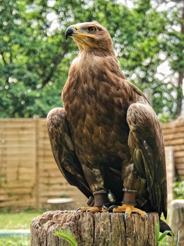 Greifvögel in der Falknerei auf Burg Regenstein