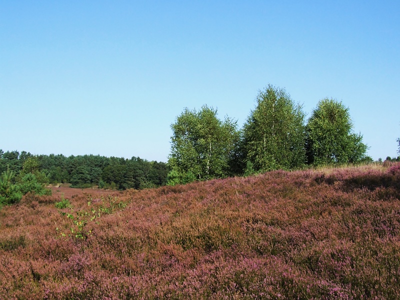 L&uuml;neburger Heide