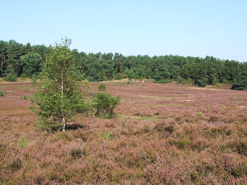 L&uuml;neburger Heide
