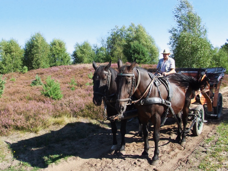 L&uuml;neburger Heide
