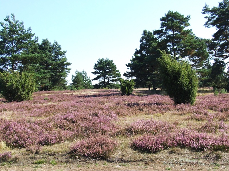 L&uuml;neburger Heide
