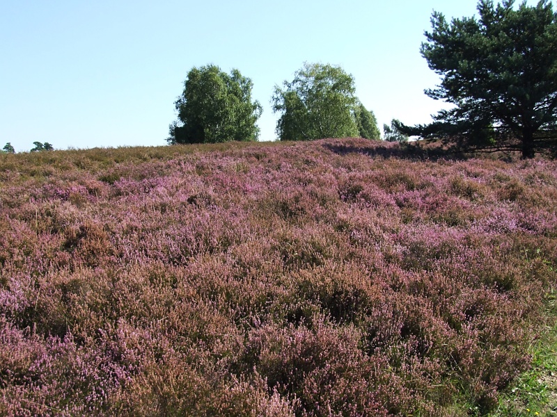 L&uuml;neburger Heide