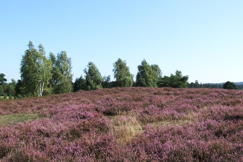 L&uuml;neburger Heide