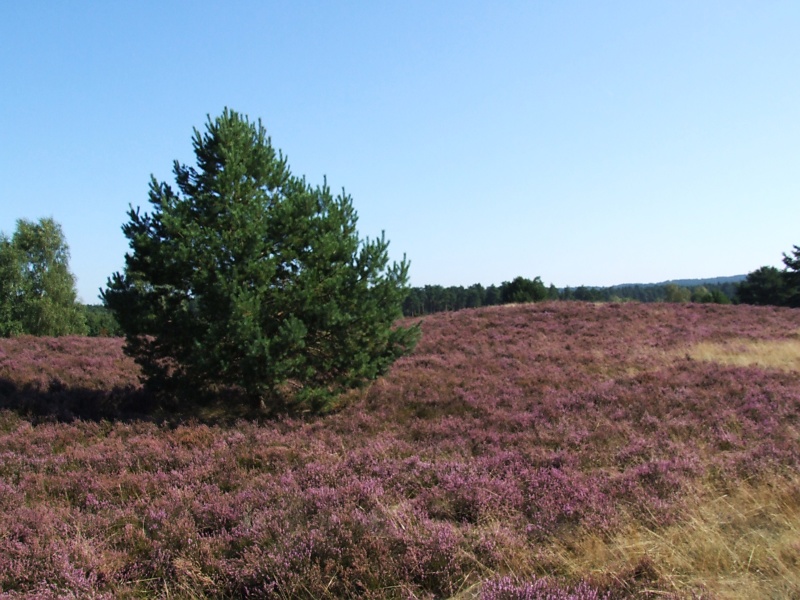 L&uuml;neburger Heide