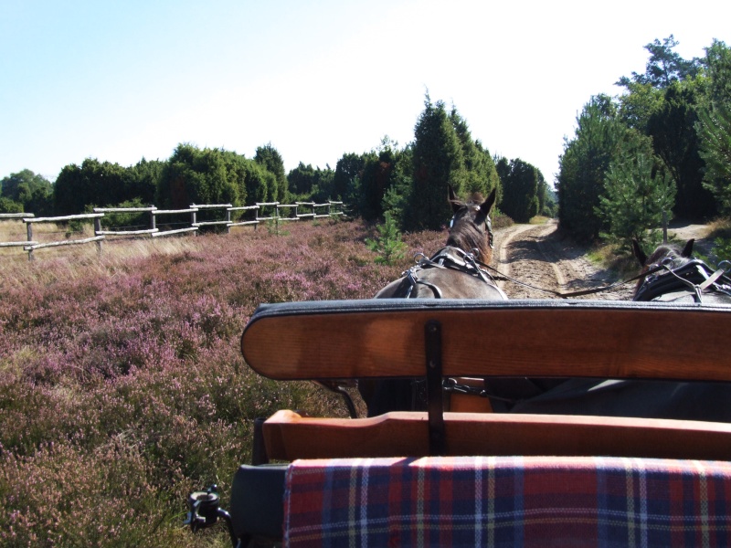 L&uuml;neburger Heide