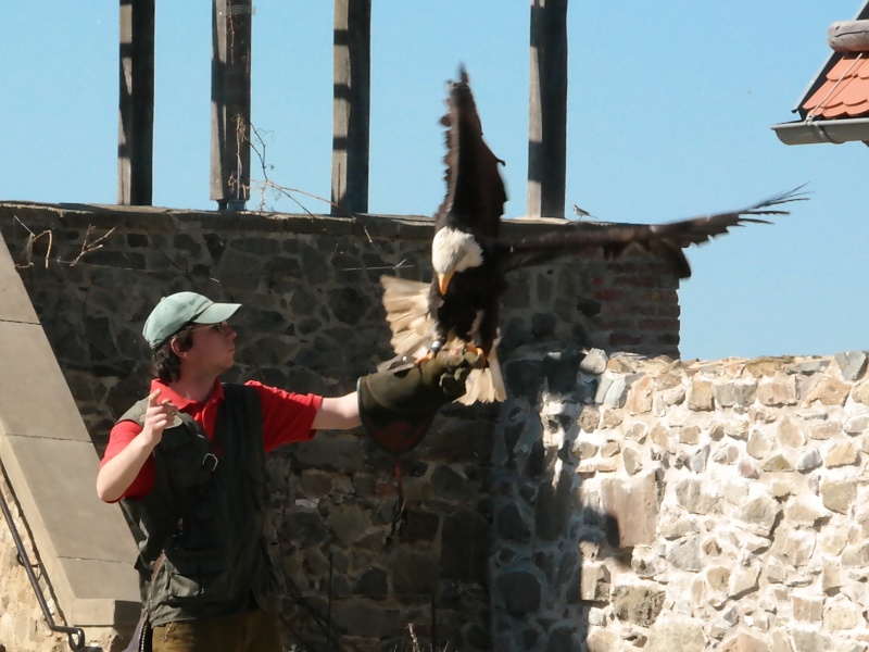 Burg Falkenstein im Harz