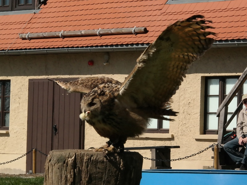 Burg Falkenstein im Harz