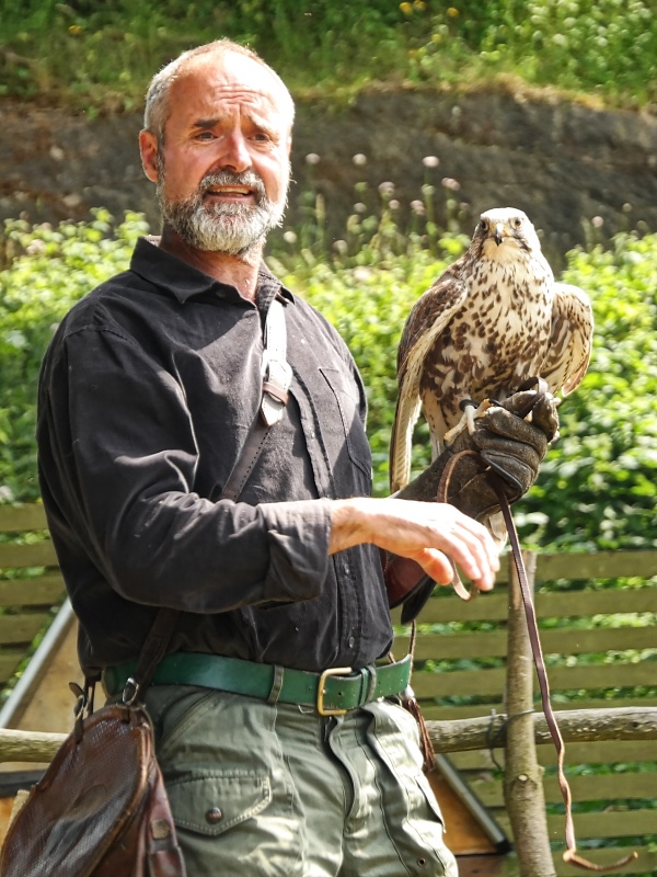 Greifv&ouml;gel in der Falknerei auf Burg Regenstein
