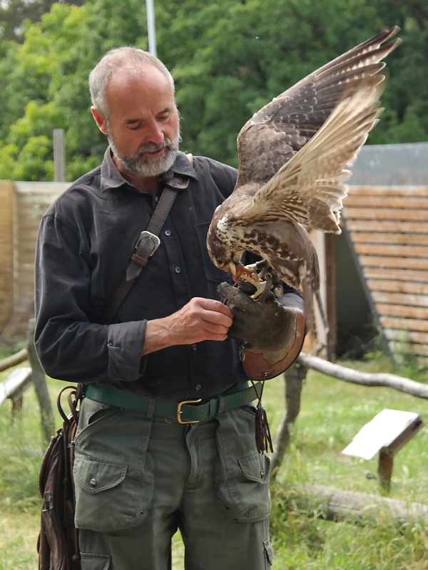 Greifv&ouml;gel in der Falknerei auf Burg Regenstein