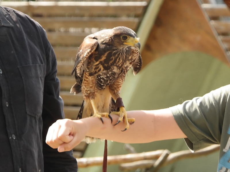 Greifv&ouml;gel in der Falknerei auf Burg Regenstein
