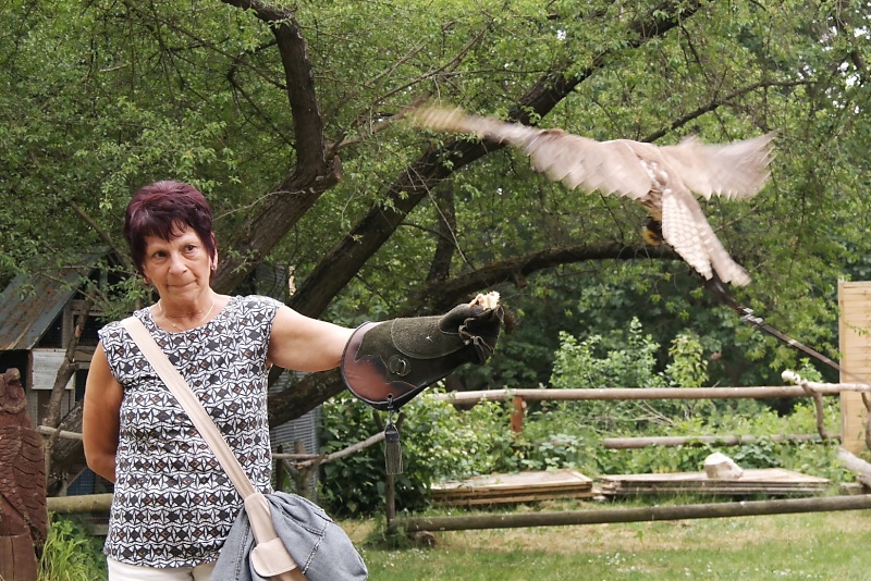 Greifv&ouml;gel in der Falknerei auf Burg Regenstein