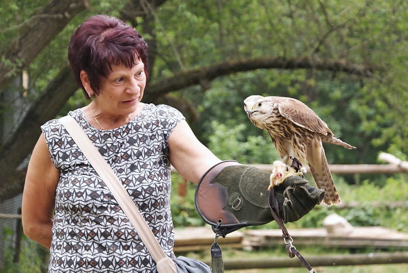 Greifv&ouml;gel in der Falknerei auf Burg Regenstein