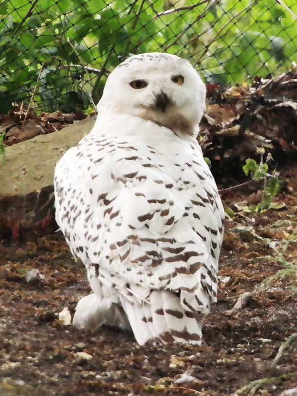 Greifv&ouml;gel in der Falknerei auf Burg Regenstein