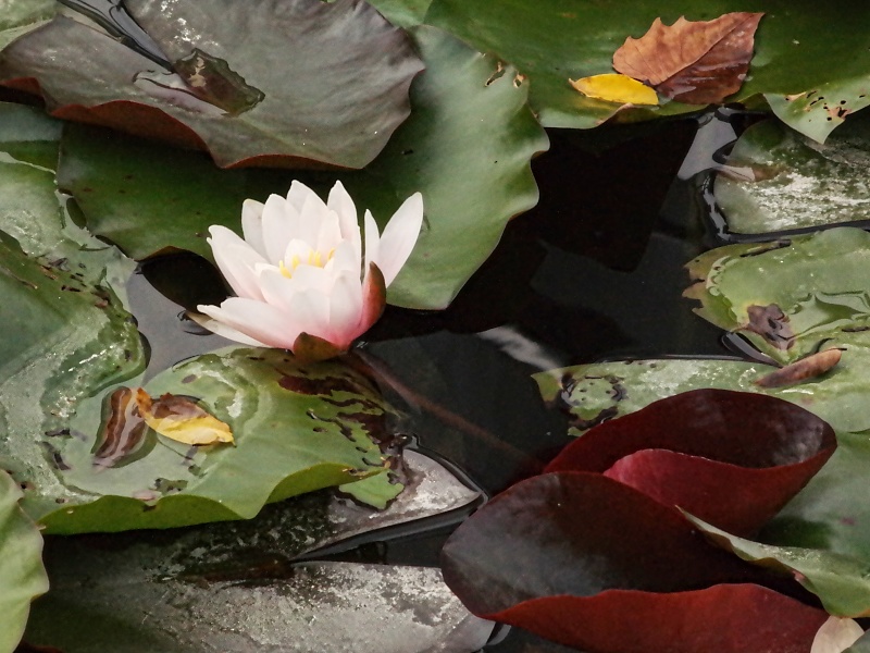 Herrenh&auml;user G&auml;rten und Sealife in Hannover