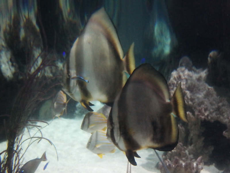 Herrenh&auml;user G&auml;rten und Sealife in Hannover