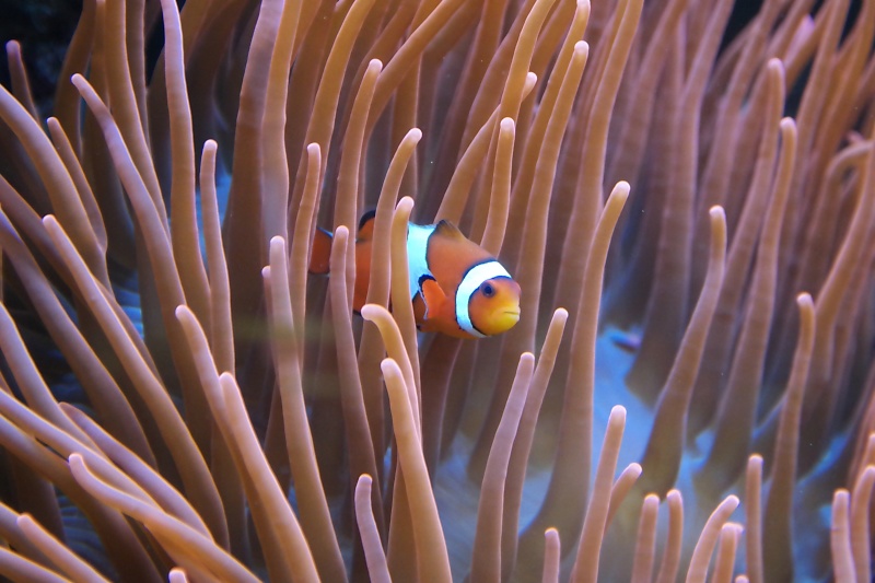 Herrenh&auml;user G&auml;rten und Sealife in Hannover