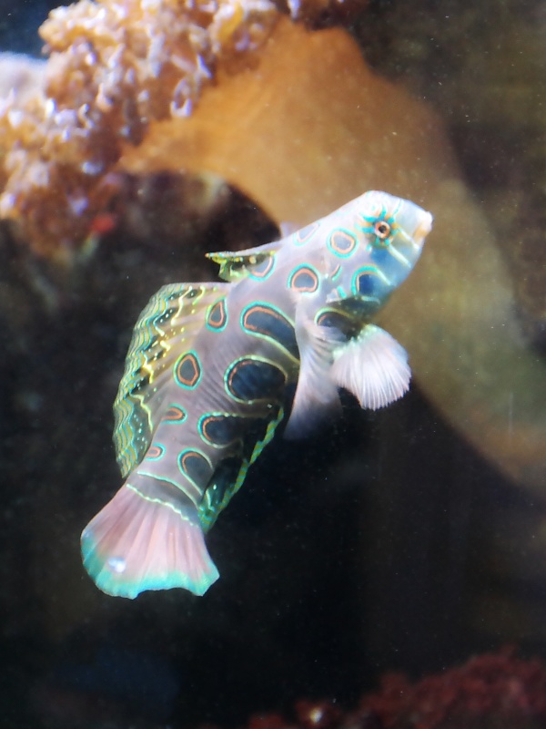 Herrenh&auml;user G&auml;rten und Sealife in Hannover