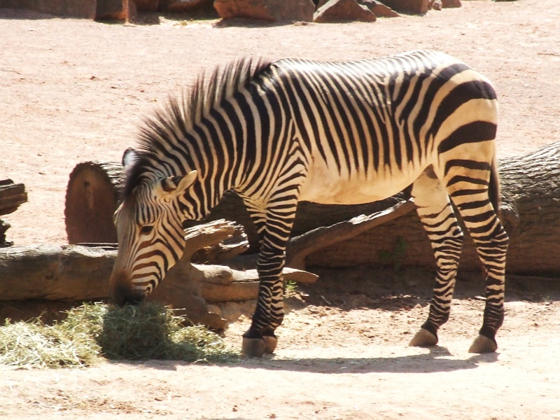Zebras im Zoo Hannover