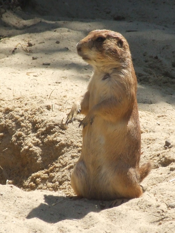 Erdm&auml;nnchen im Zoo Hannover