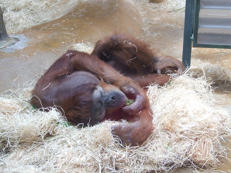 Orang Utan im Zoo Hannover