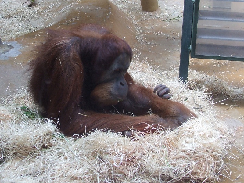 Orang Utan im Zoo Hannover