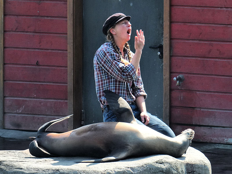 Dressierte Kalifornische Seel&ouml;wen im Zoo Hannover