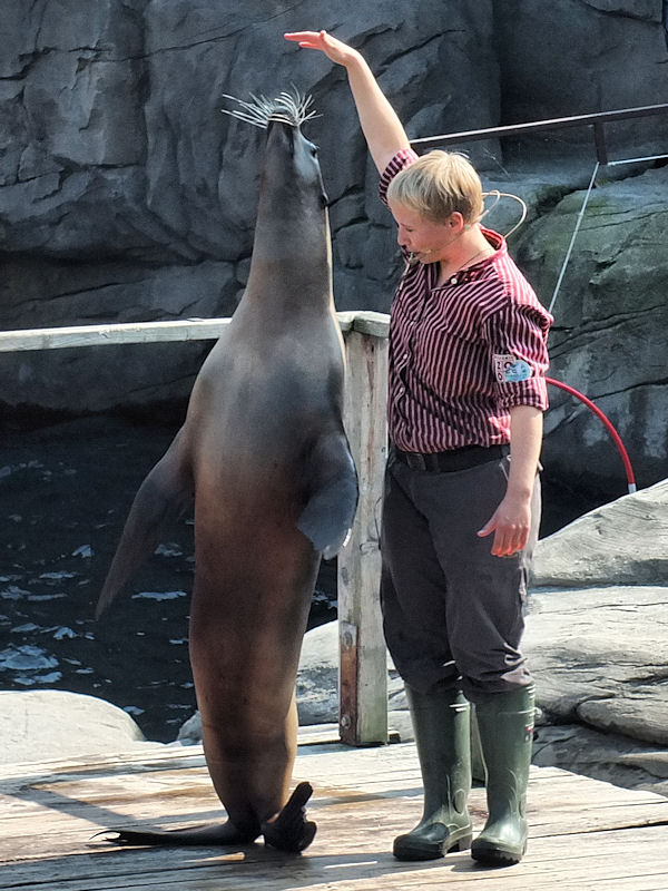 Dressierte Kalifornische Seel&ouml;wen im Zoo Hannover