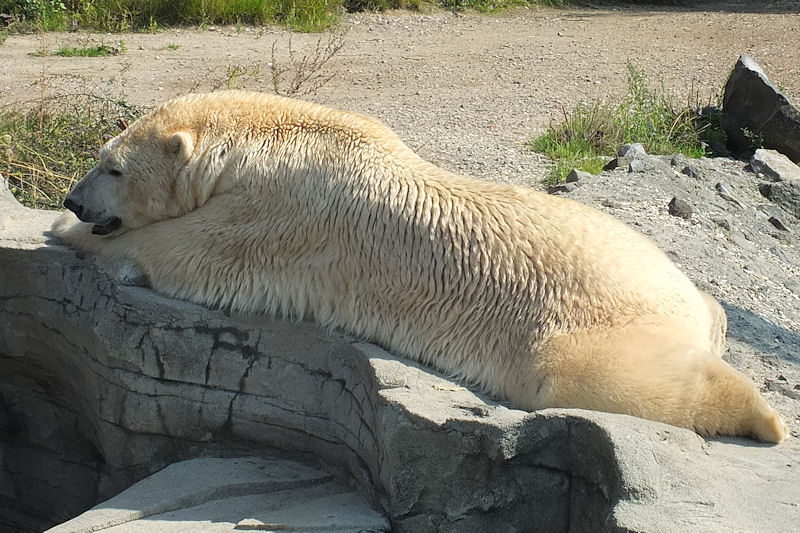 Eisb&auml;r im Zoo Hannover