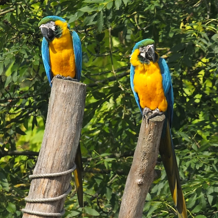 Aras bei einer Flugschau im Zoo Hannover