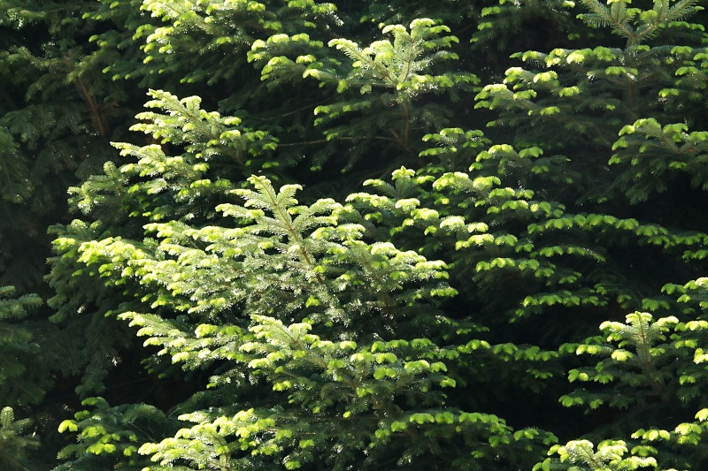 Arboretum (Weltwald) bei Bad Grund im Harz