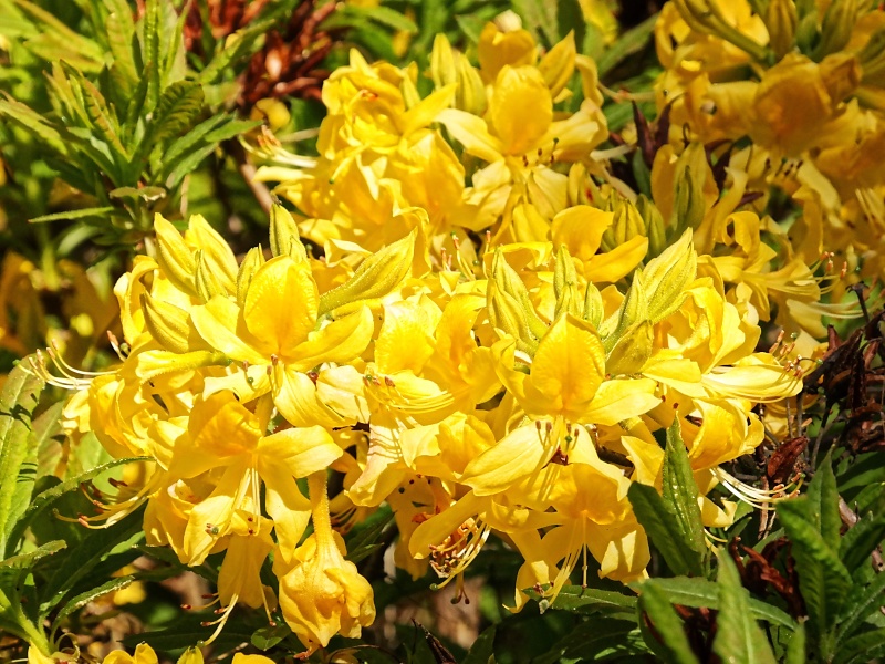 Arboretum (Weltwald) bei Bad Grund im Harz