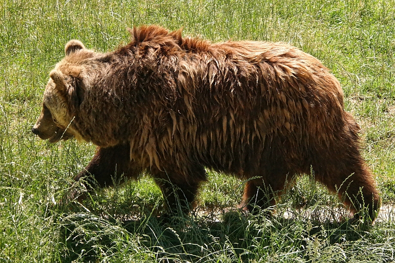 Tierpark bei Thale im Harz