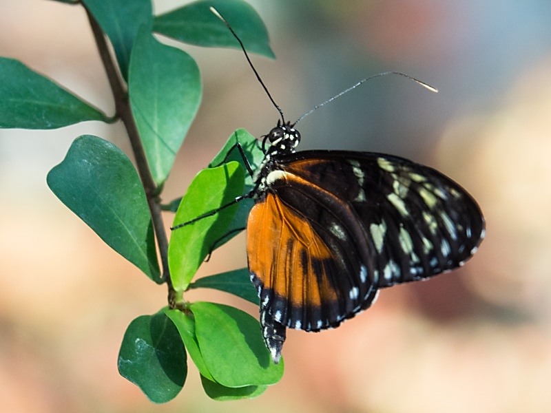Schmetterlinge in den Herrenhäuser Gärten