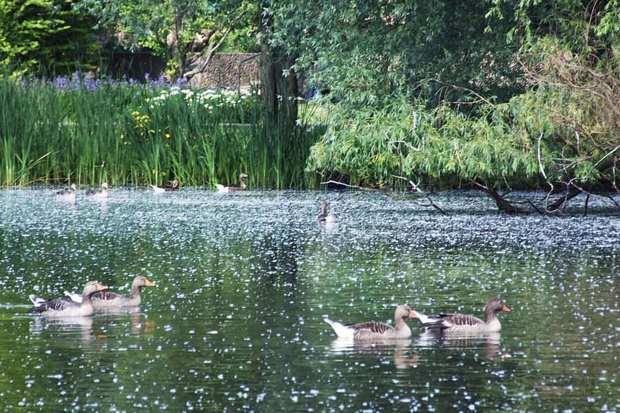 Graug�nse auf dem Dowesee im Schulgarten in Braunschweig