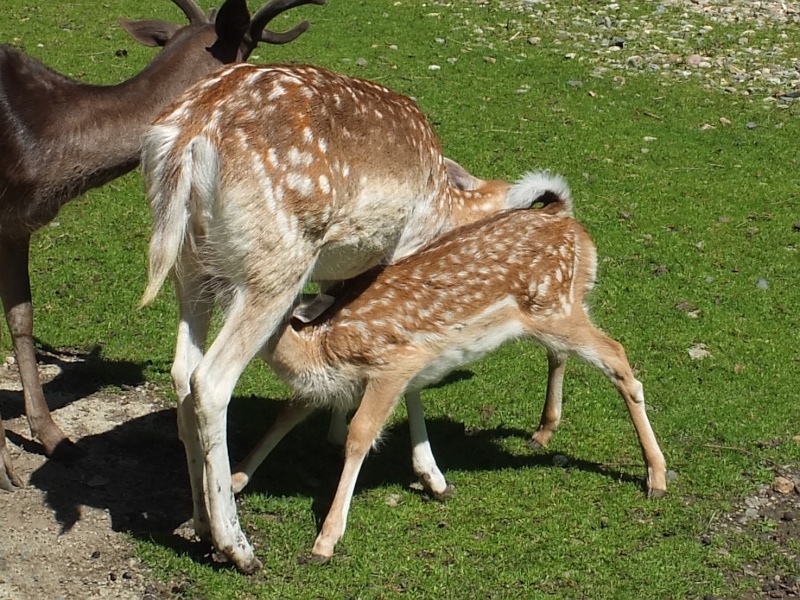 Tierpark in Wernigerode am Harz