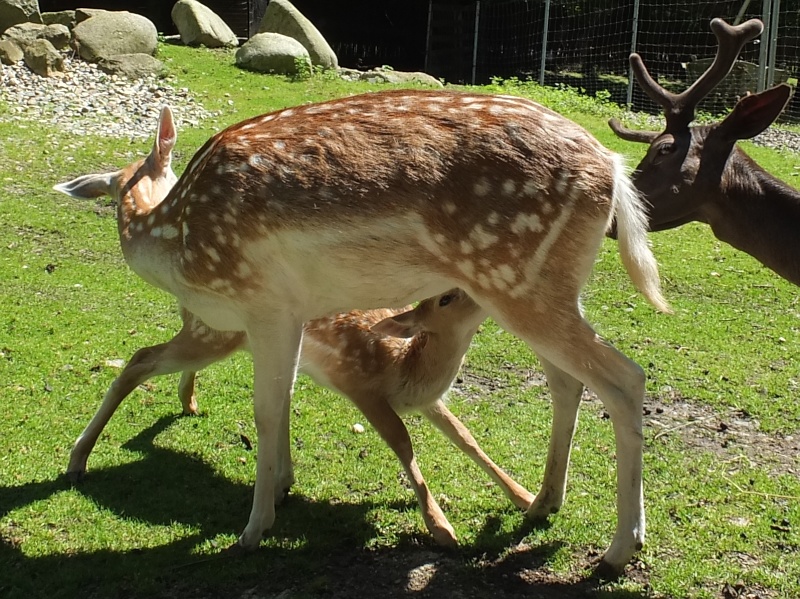 Tierpark in Wernigerode am Harz