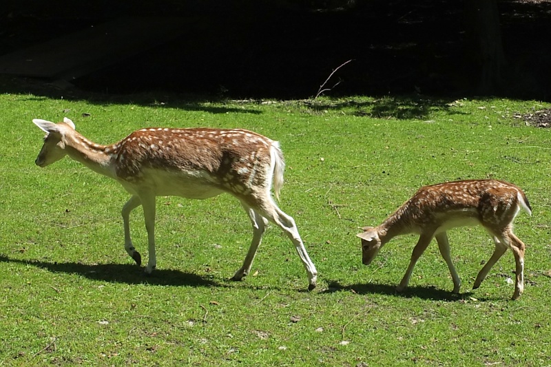 Tierpark in Wernigerode am Harz