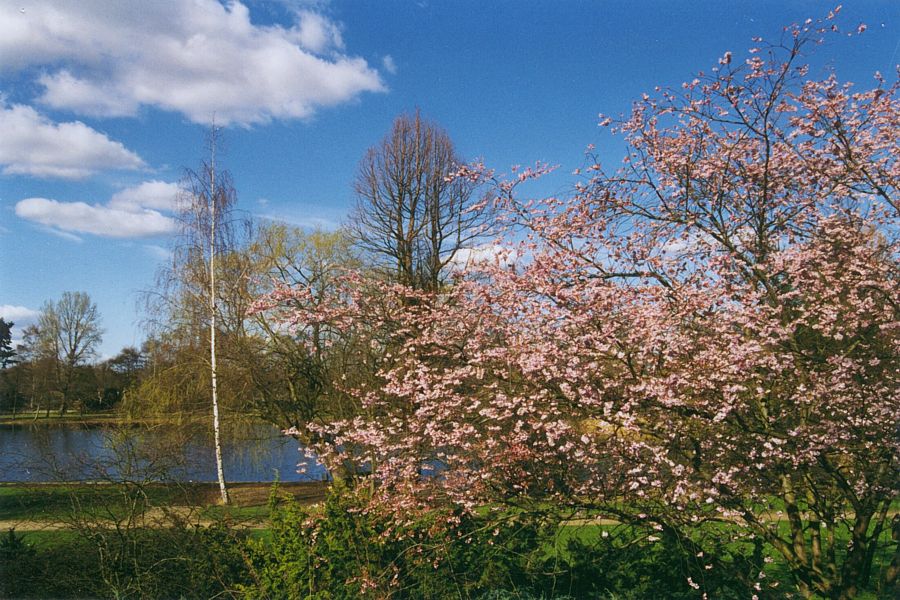 Kirschbaum im Schulgarten in Braunschweig