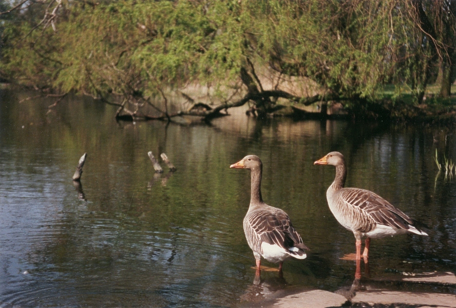 Graug�nse im Schulgarten in Braunschweig
