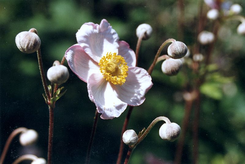 Herbstanemone im Schulgarten in Braunschweig