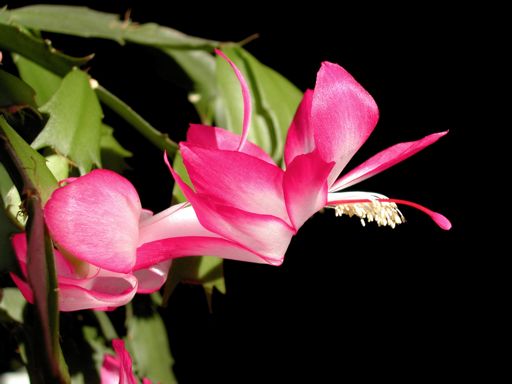 Schlumbergera-Hybride