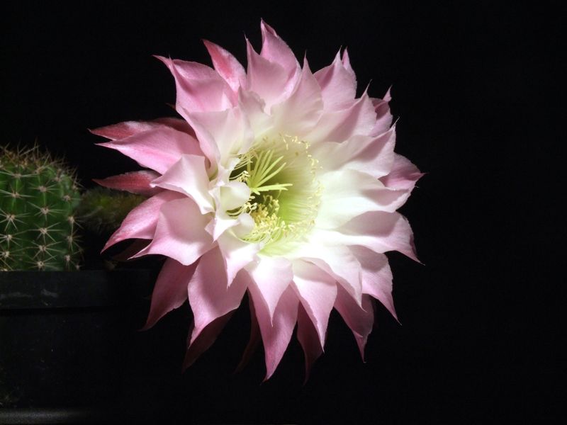 Hildewintera-Hybride Humkes Kleine Gelbe