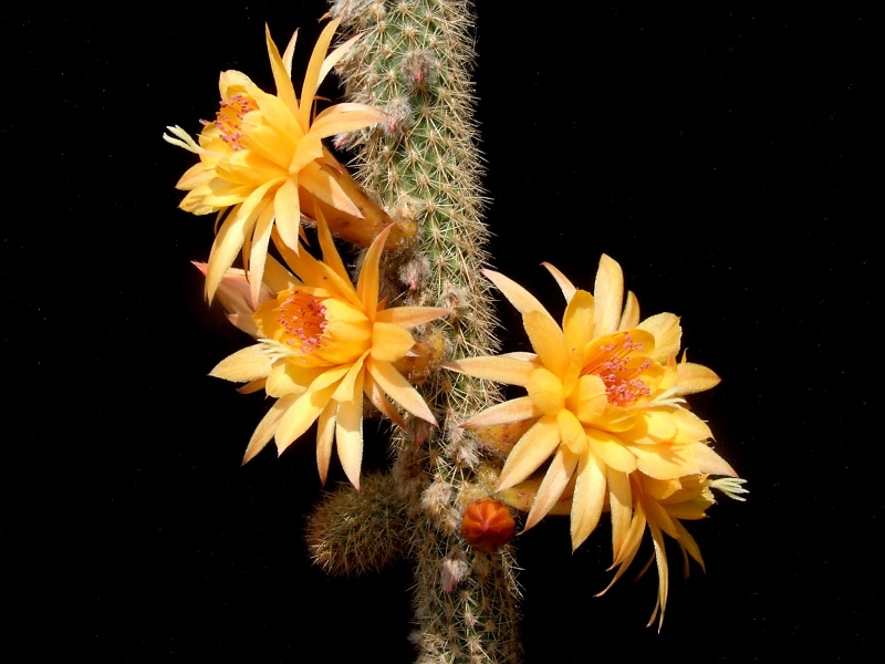 Hildewintera-Hybride Humkes Kleine Gelbe