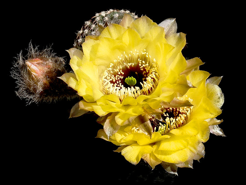 Echinopsis-Hybride Wessner A28 Artemis