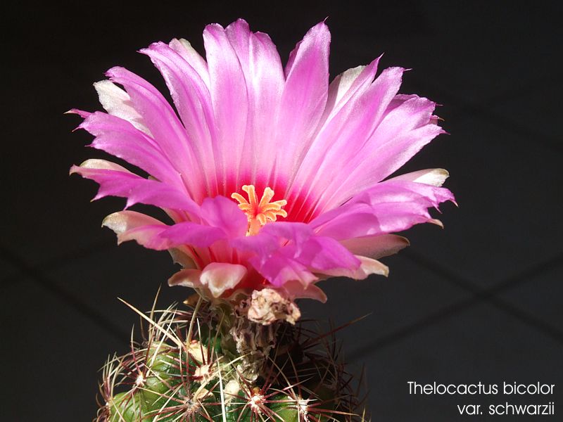 Thelocactus bicolor var. schwarzii